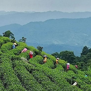 11 Days Ultimate Taiwan Tea Tour