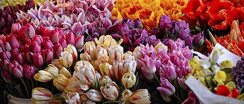 Bird and Flower Market