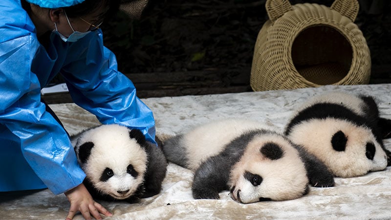 Chengdu Panda 