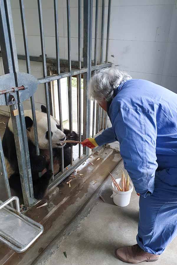 December 2019 Tripadvisor Panda Feeding In Chengdu