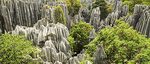 Stone Forest