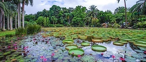 Xishuangbanna Tropical Botanical Garden (chinese Academy Of Sciences)